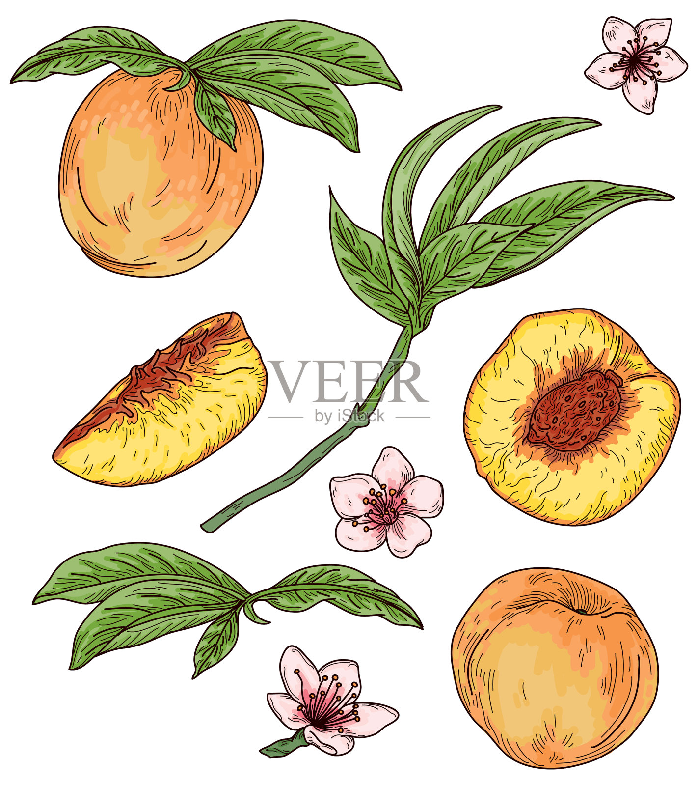古董桃子新鲜水果线艺术品套装插画图片素材