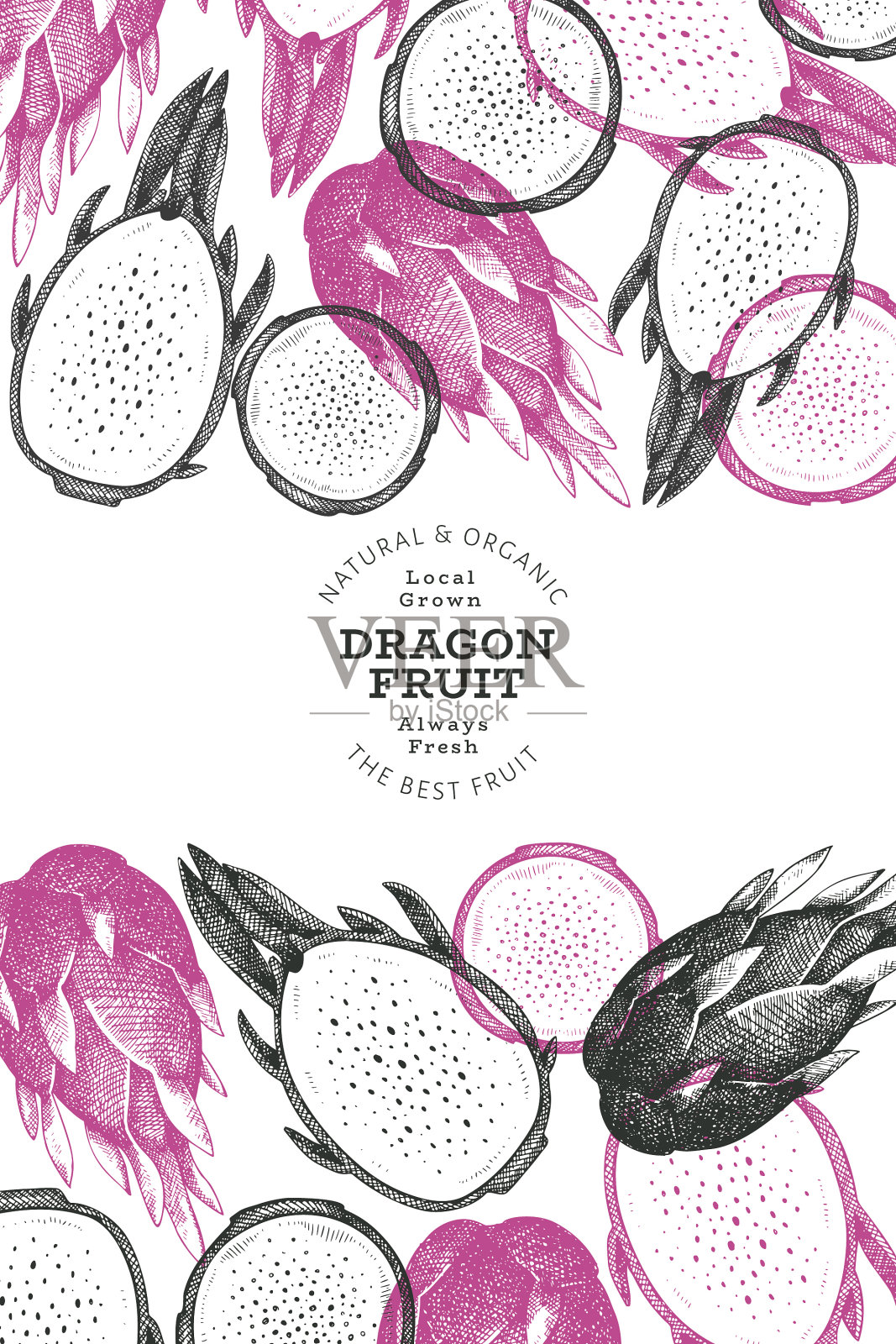 手绘龙果设计有机模板插画图片素材