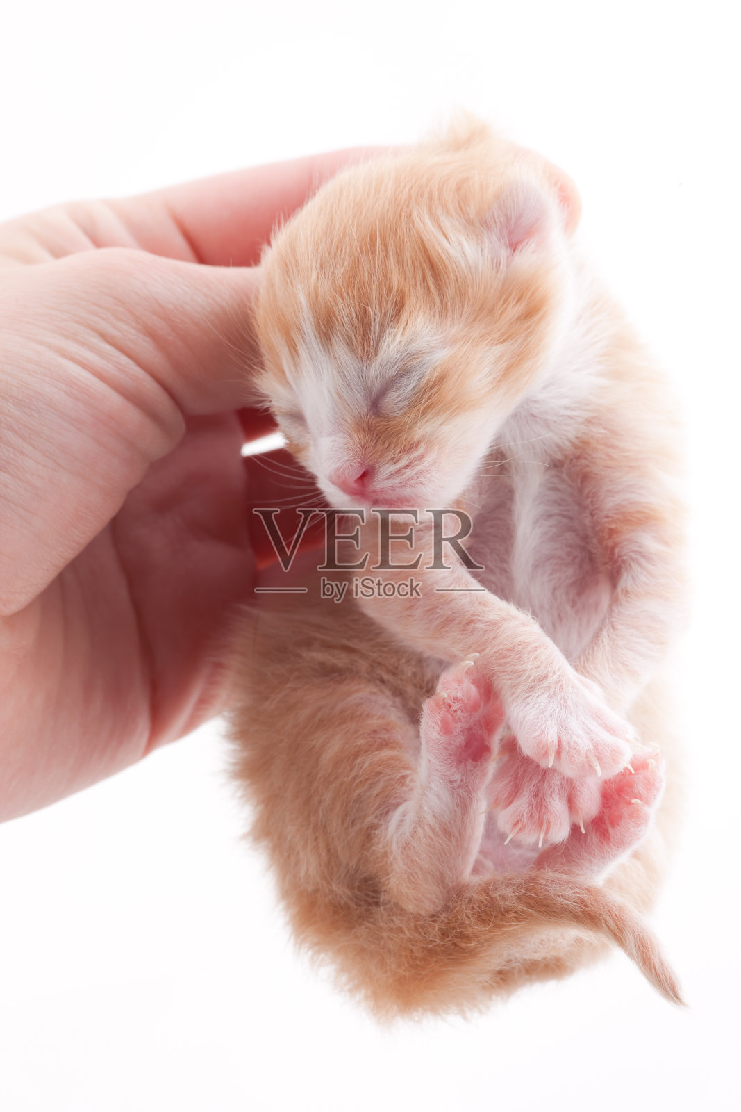 新生小猫:小爪子照片摄影图片