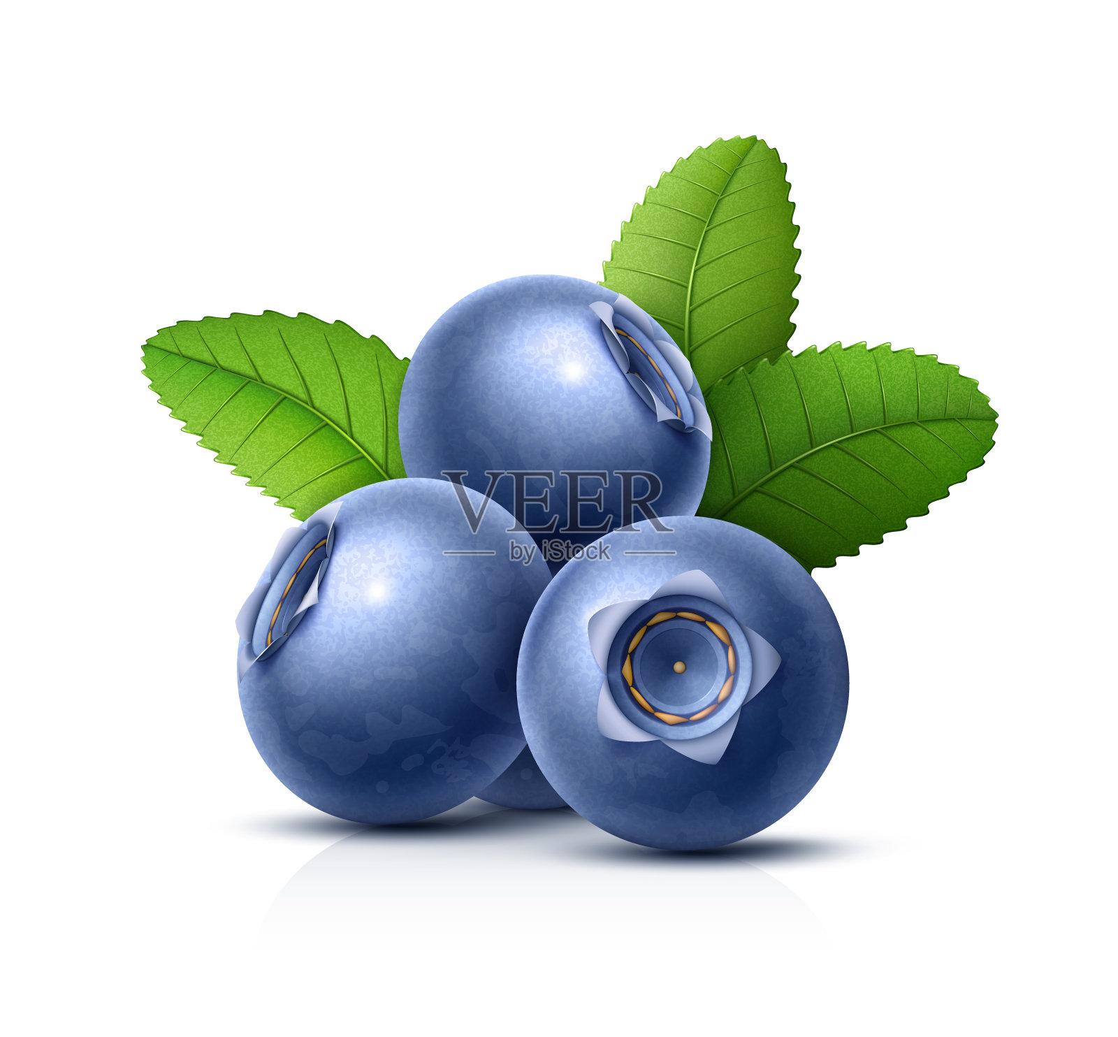 绿叶蓝莓插画图片素材