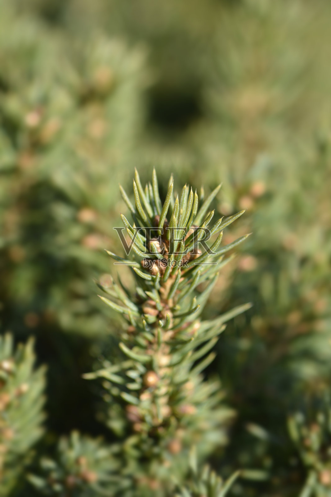 阿尔伯塔全球号上的白色云杉照片摄影图片