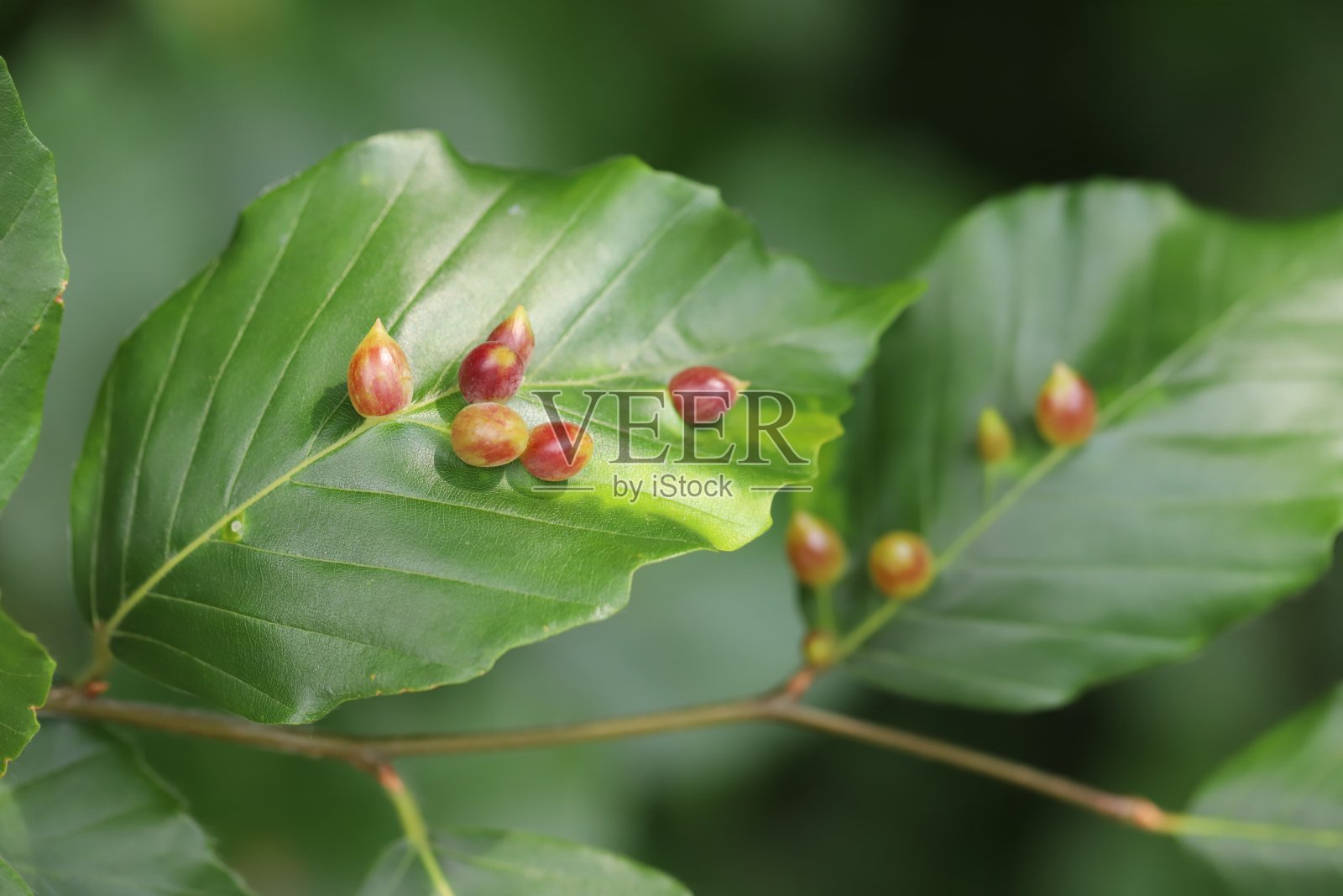 普通山毛榉(Fagus sylvatica)叶子上瘿蚊(Mikiola fagi)的瘿。照片摄影图片