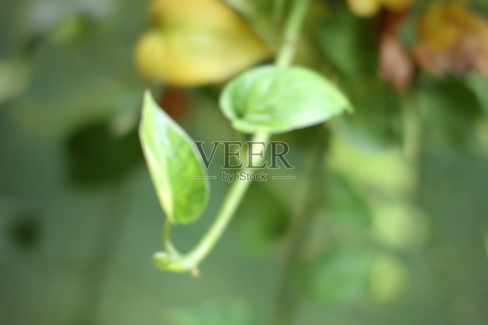 散焦照片摄影图片