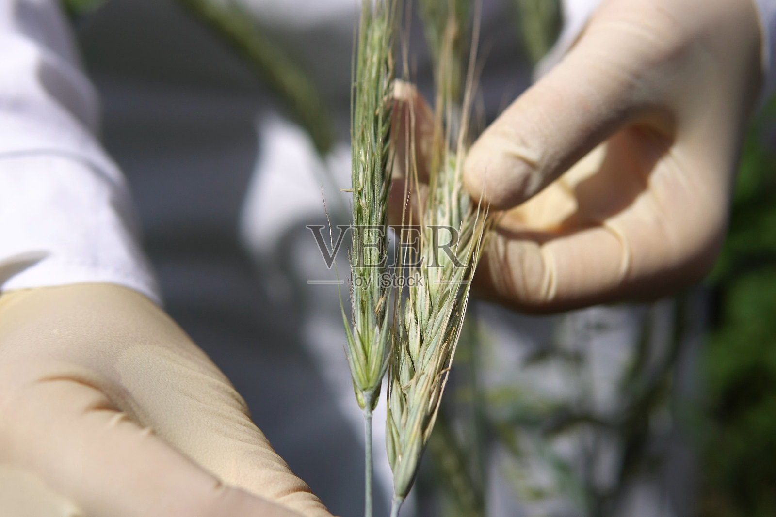 女实验室技术人员检查黑麦青穗真菌疾病。照片摄影图片