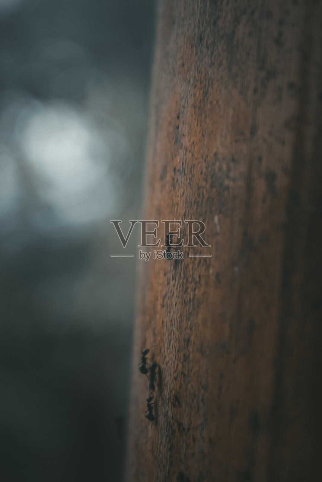 树篱上一群蚂蚁的照片照片摄影图片