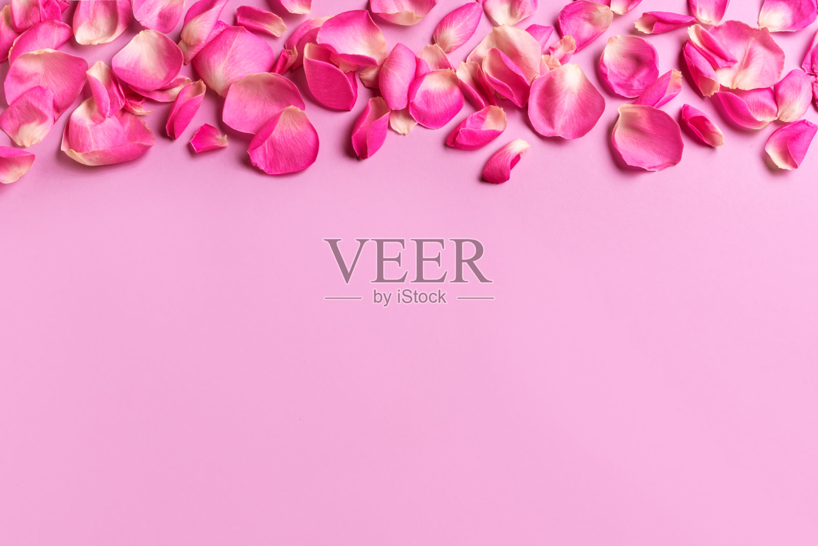 粉红玫瑰花瓣镶边照片摄影图片