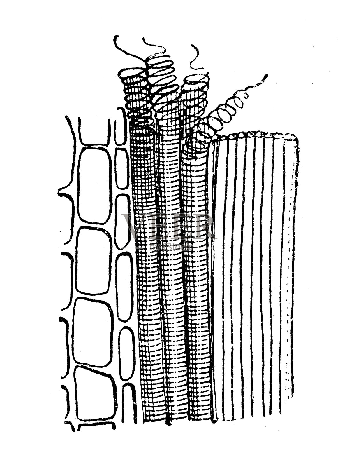 古董插图:植物学的气管插画图片素材