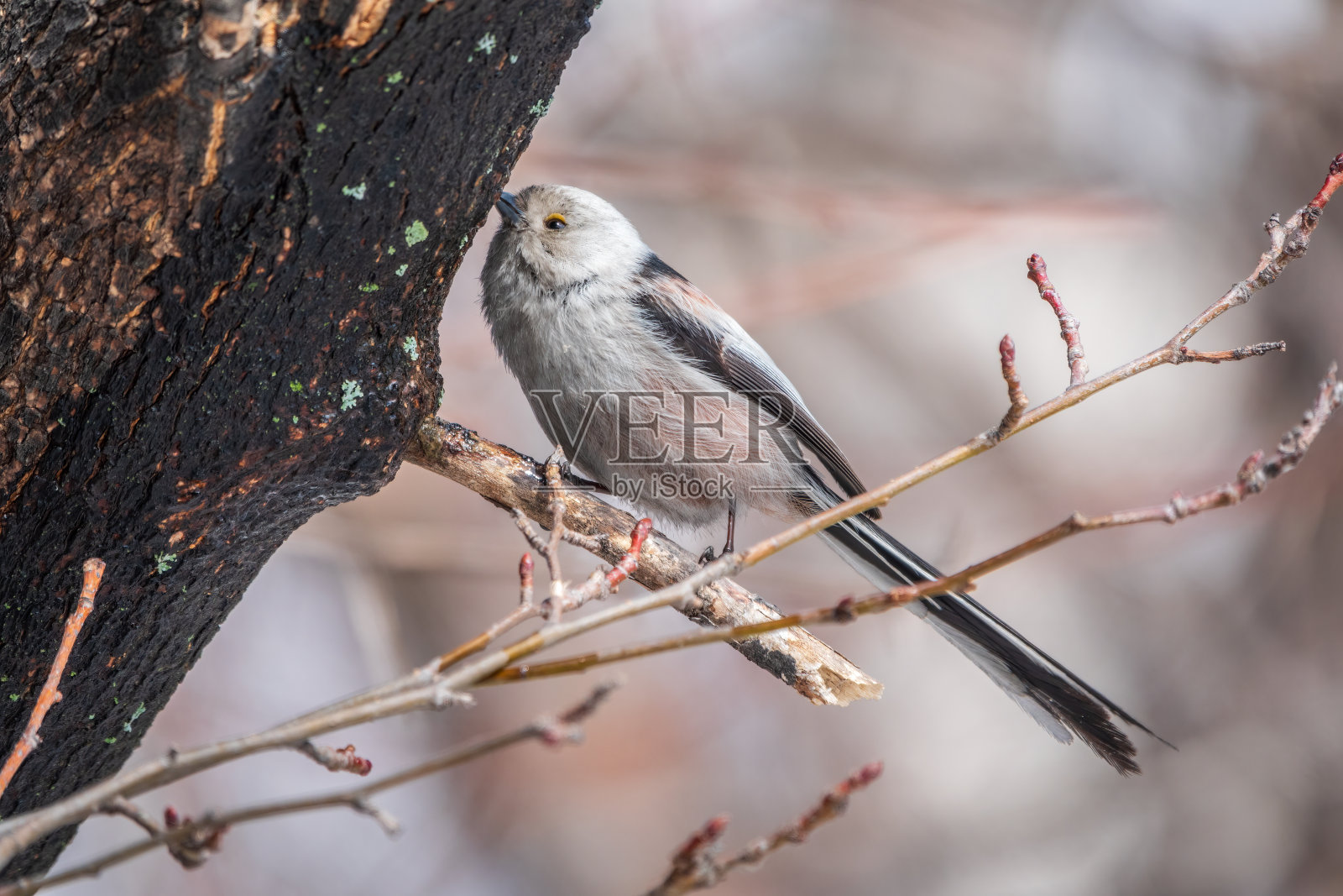 欧洲长尾山雀,拉丁名尾山雀。落叶林中栖息在树枝上的鸟。照片摄影图片