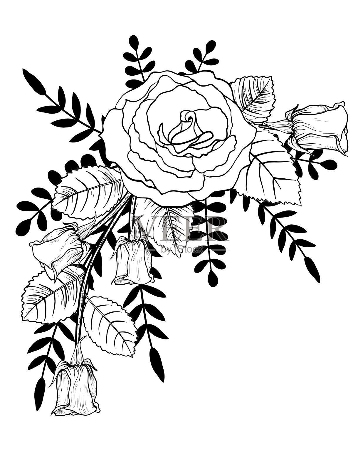 植物风格的玫瑰和叶子在透明的背景插画图片素材