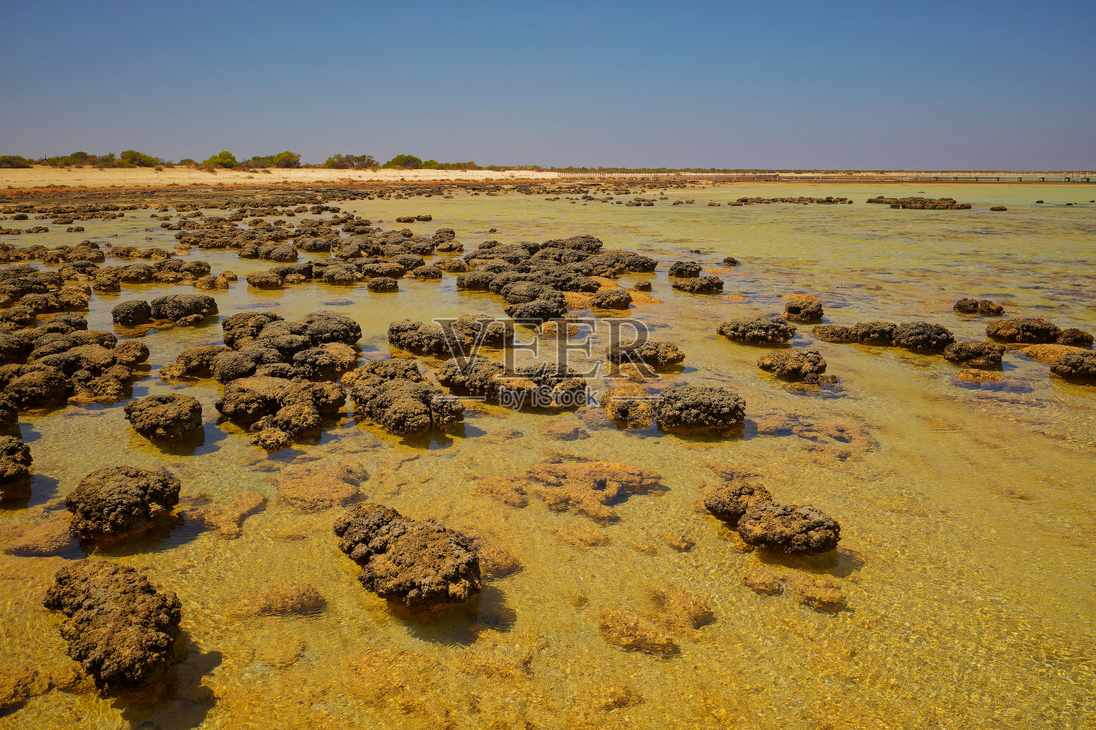 哈梅林池海洋自然保护区位于联合国教科文组织世界遗产名录的西澳大利亚鲨鱼湾,这里有活生生的海洋叠层石——地球上35亿多年来的生命纪念碑照片摄影图片