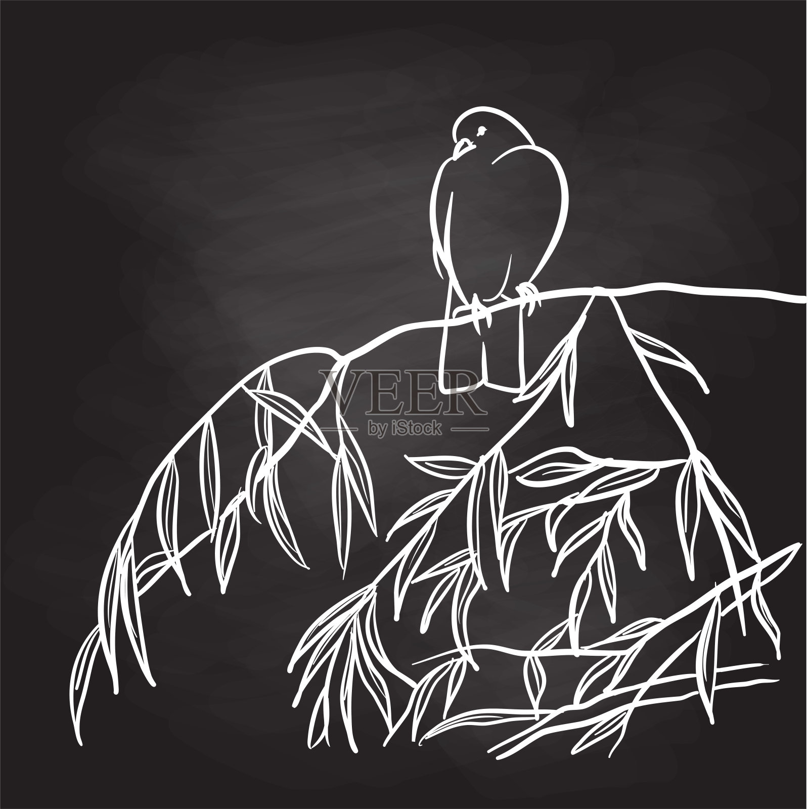 一只鸽子柳枝黑板插画图片素材