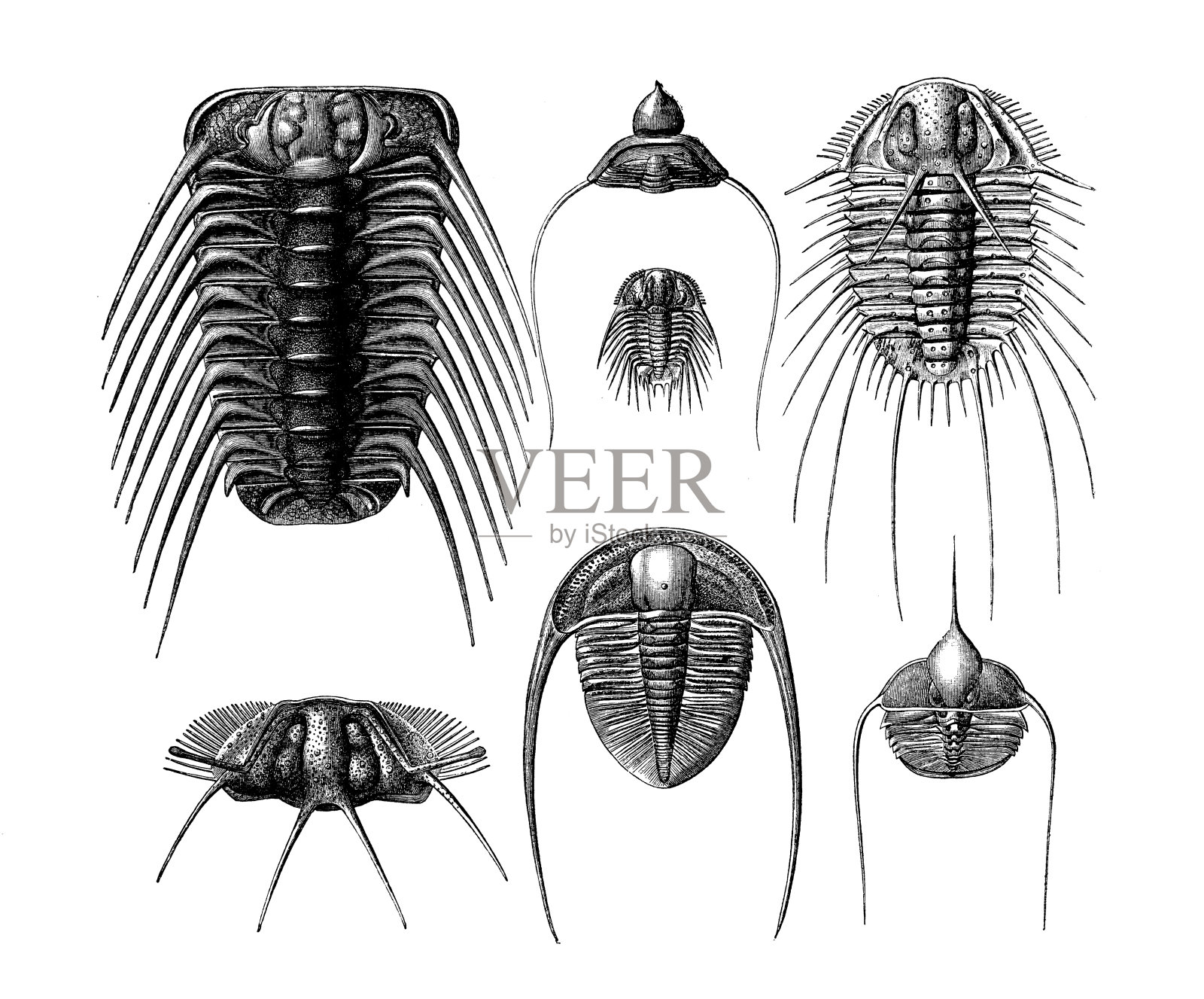 志留纪三叶虫插画图片素材