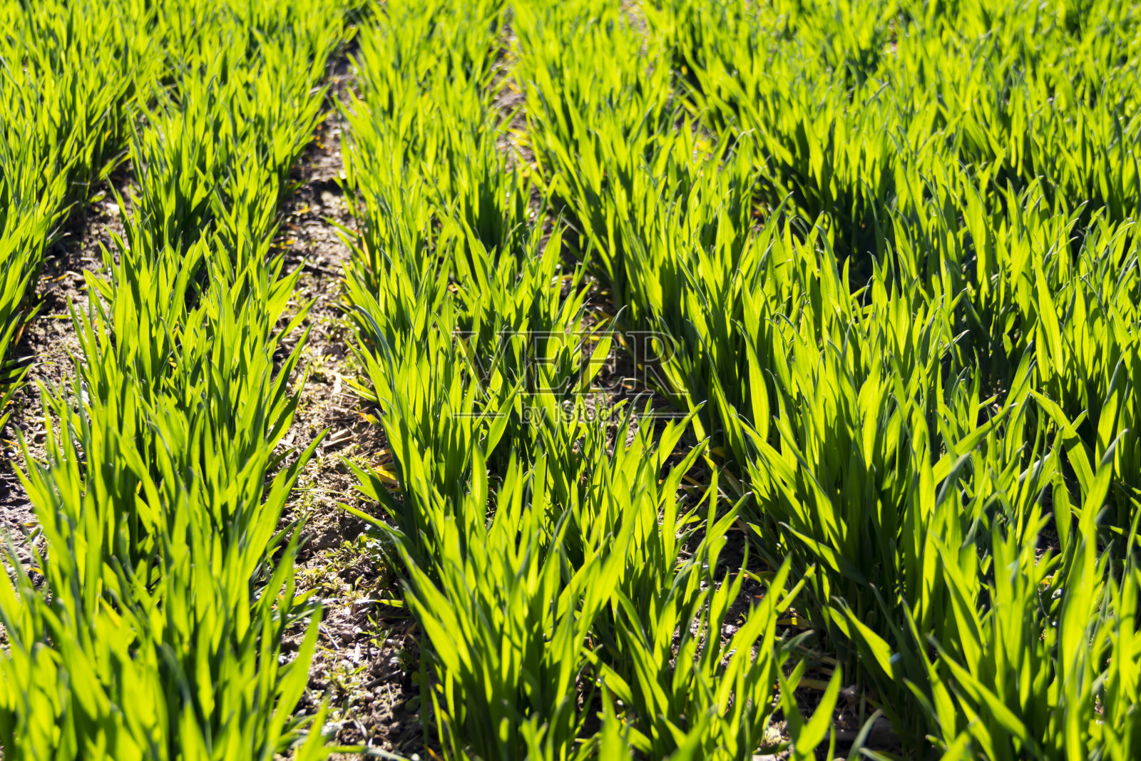 初春,阳光明媚,绿草如茵。照片摄影图片