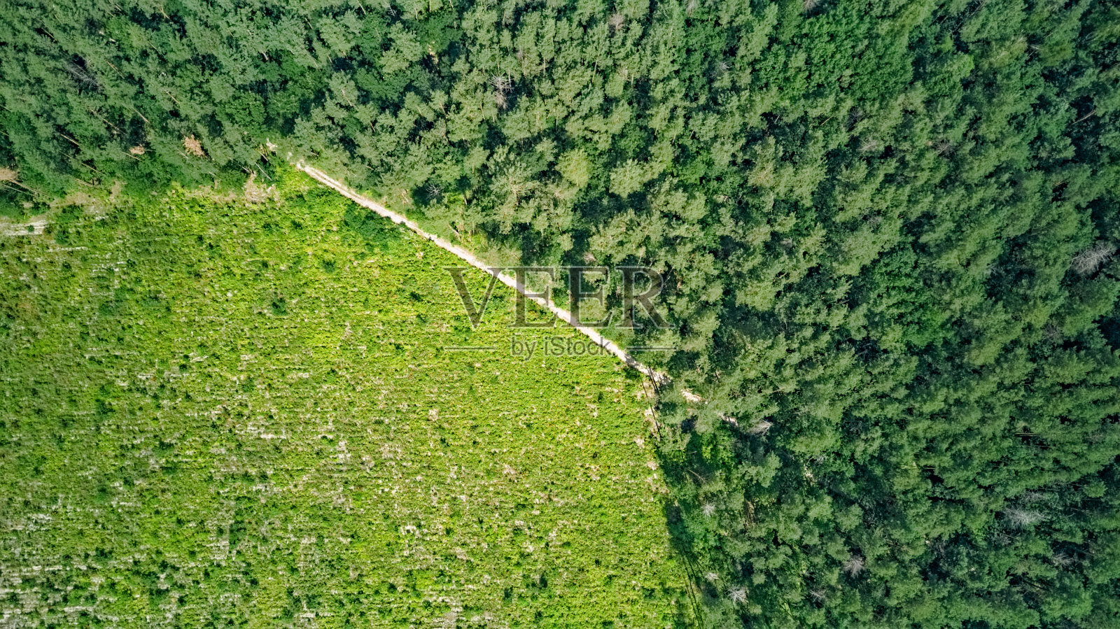 野生森林景观,路径和森林清除无人机视图,绿色树木从上面,松树林背景照片摄影图片
