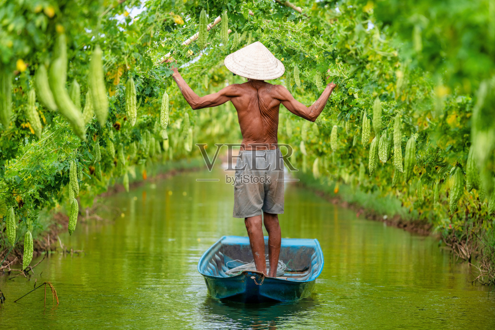 越南老人收获一个大苦瓜或苦黄瓜挂在一个农场的木栅栏在阳光。绿色背景图片照片摄影图片