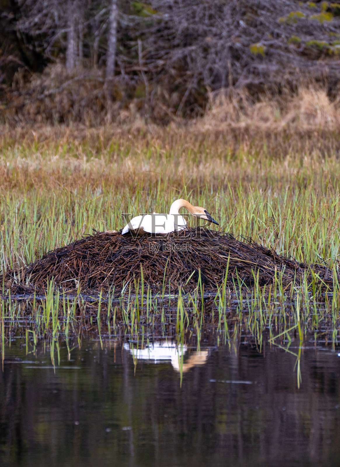 在美国阿拉斯加州基奈峡湾国家公园的出口冰川地区筑巢的大天鹅照片摄影图片