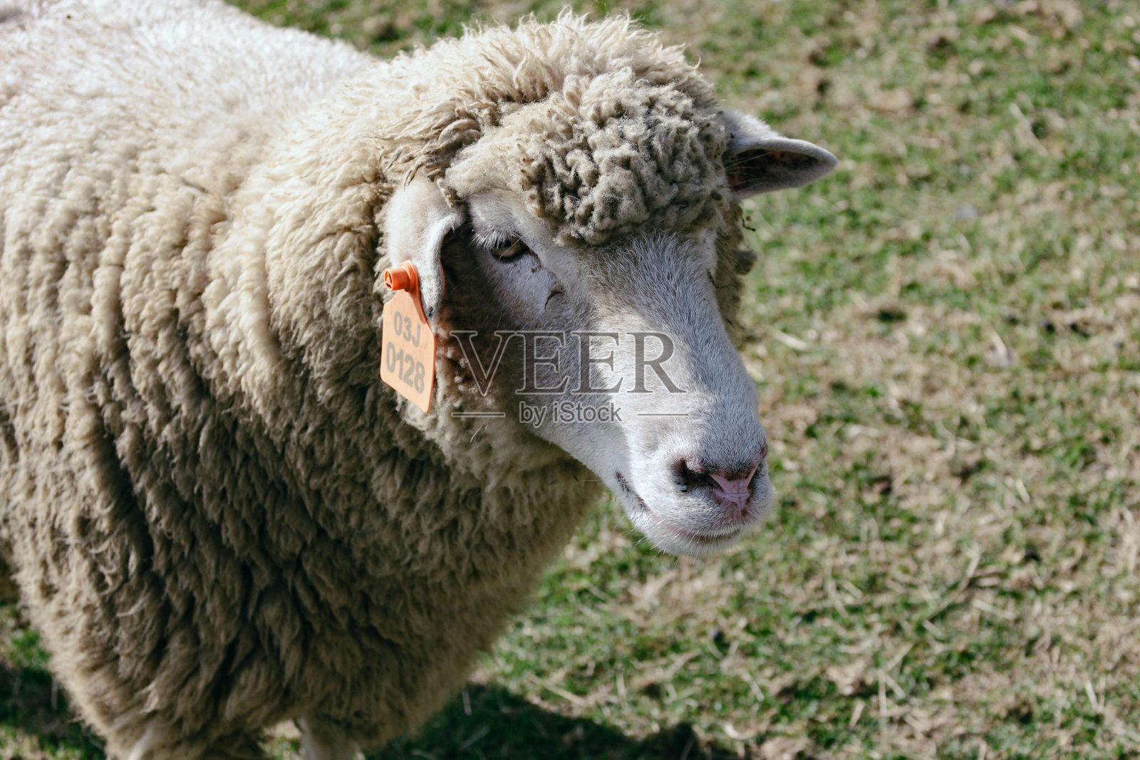 来自清净谷地的羊照片摄影图片