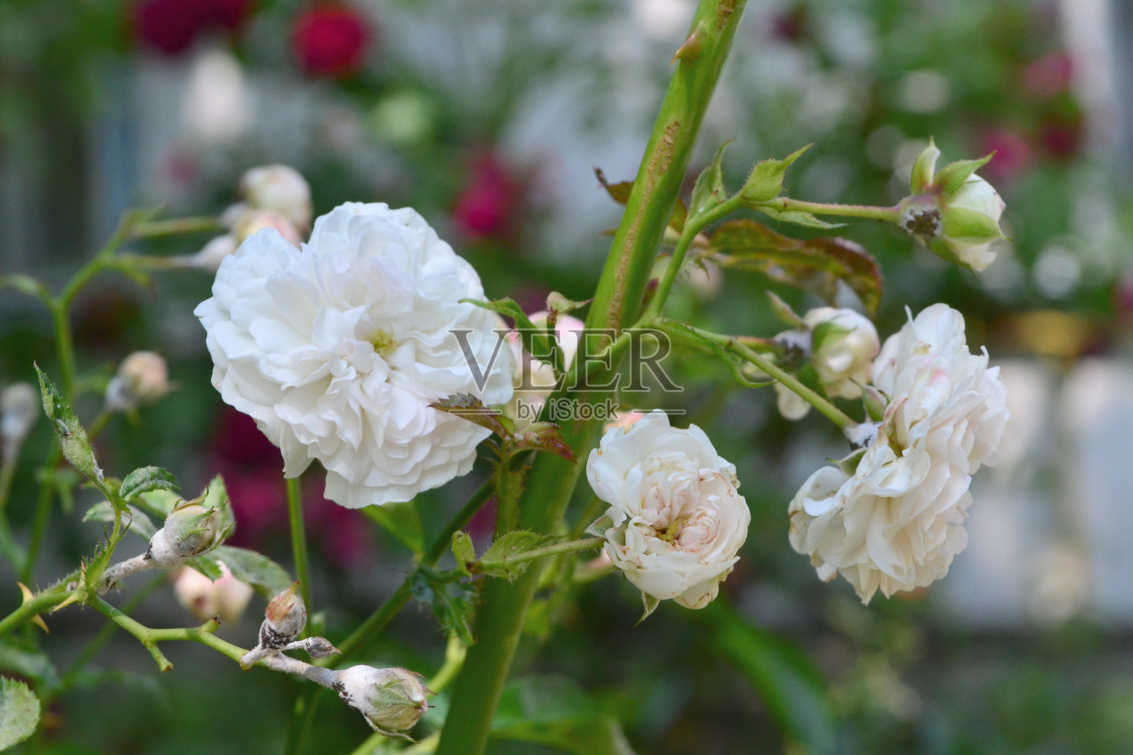 花园里长着美丽的白花照片摄影图片