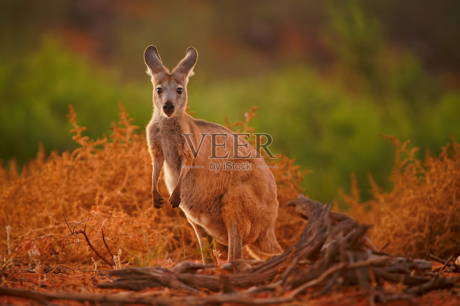 常见的袋鼠——粗腹袋鼠也叫欧袋鼠或山袋鼠,多为夜行性和独居性,嘶嘶声大,雌雄同体,像大多数袋鼠一样,在夜间活动照片摄影图片