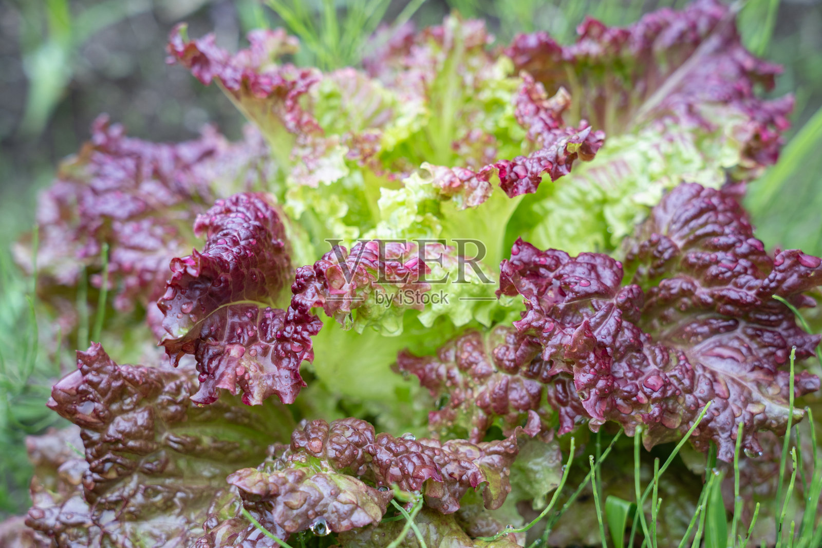 地里阳光明媚的莴苣照片摄影图片