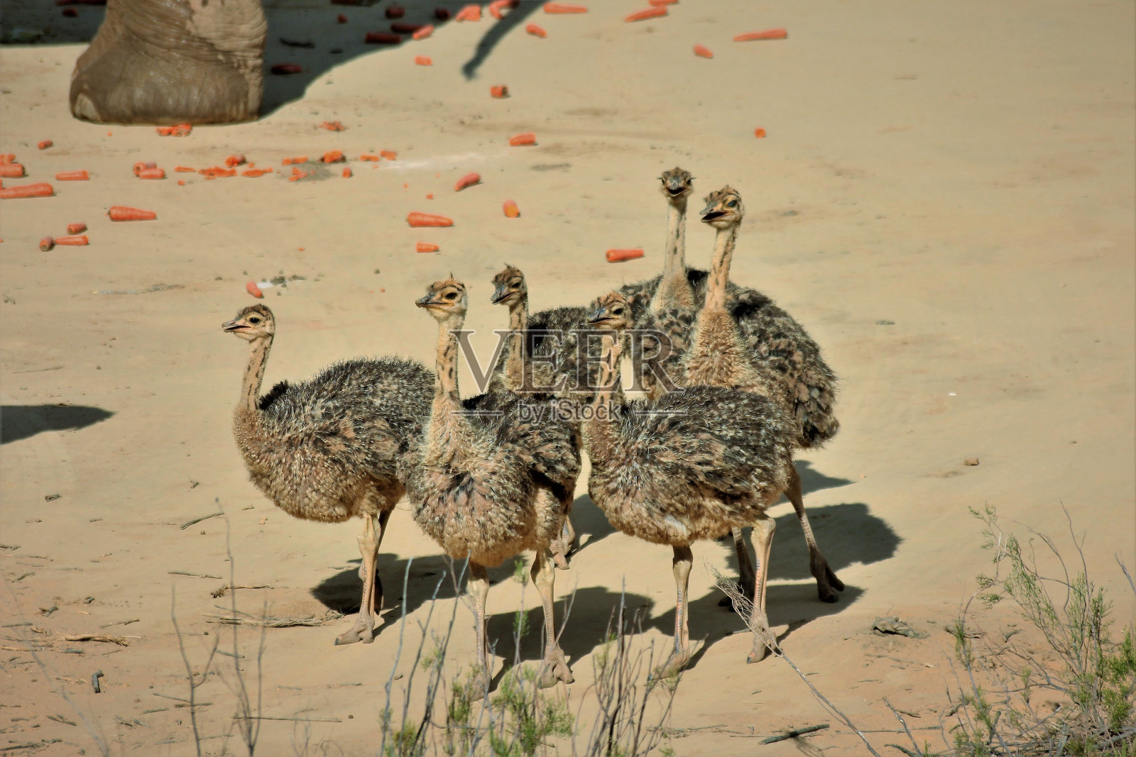 鸵鸟小鸡照片摄影图片