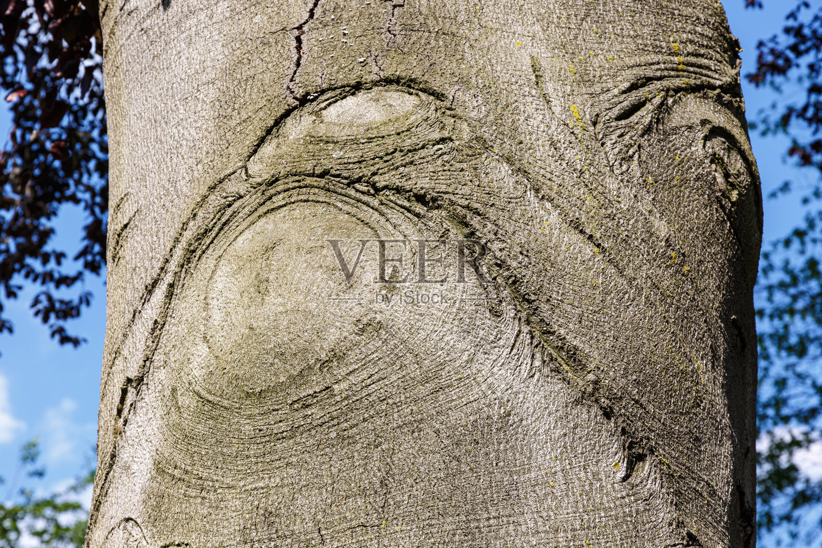 树皮的抽象纹理照片摄影图片