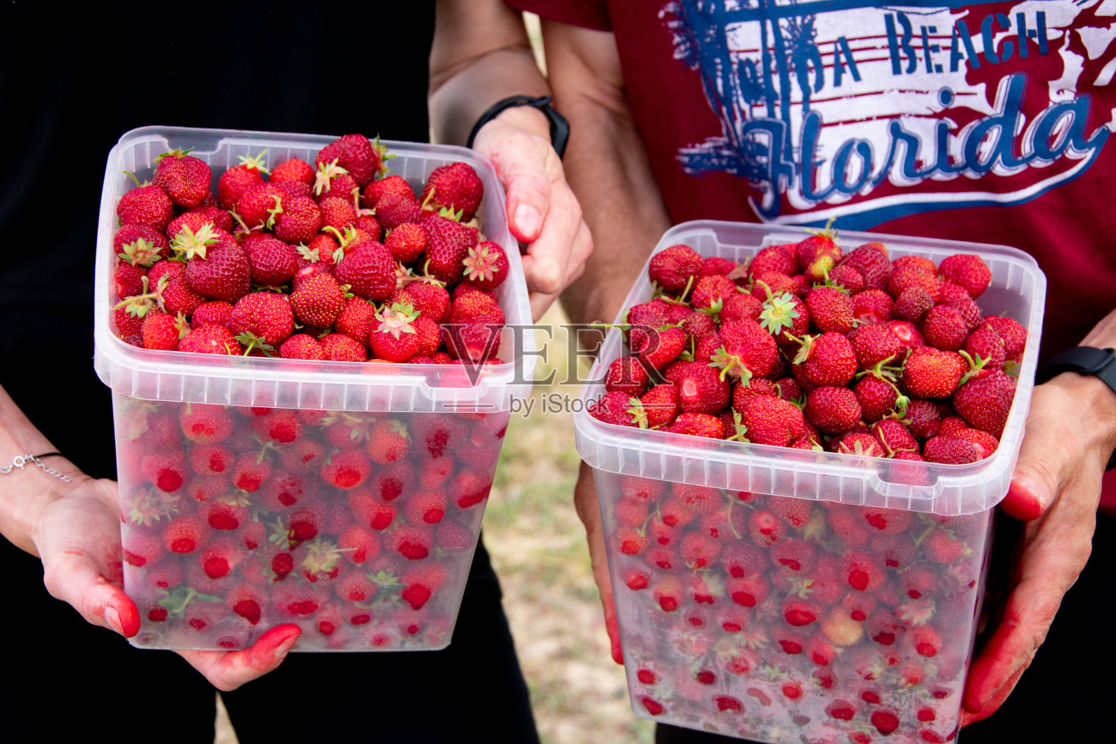 草莓采摘照片摄影图片