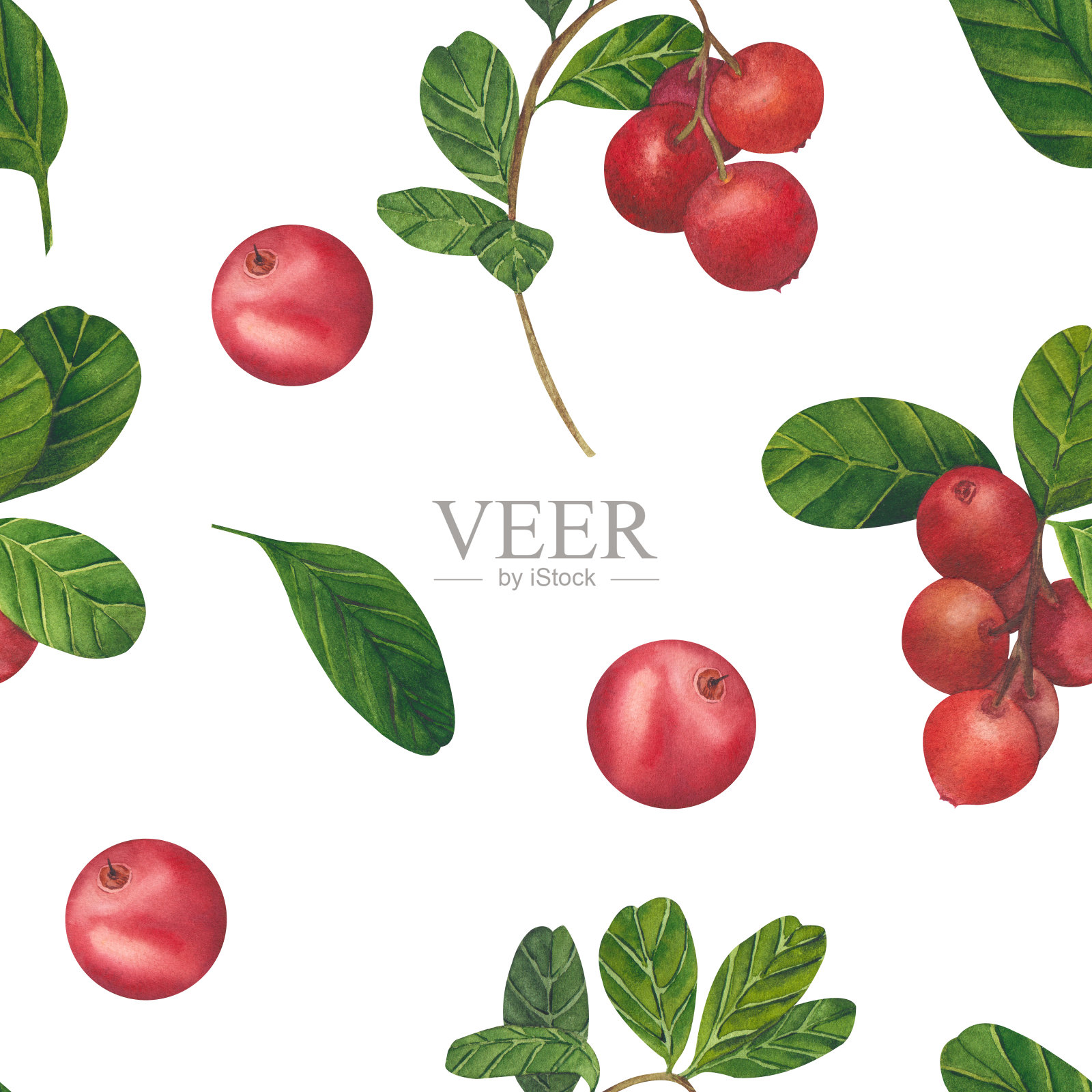 蔓越莓,红浆果,越橘,越橘,山越莓。水彩画手绘插图孤立的白色背景。插画图片素材