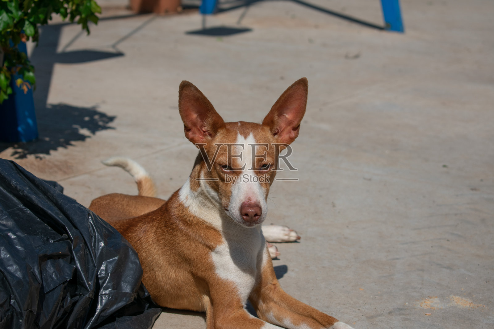 猎狗。打猎用的狗。棕色和白色的纯种波登科狗,浅色的眼睛看着镜头。照片摄影图片