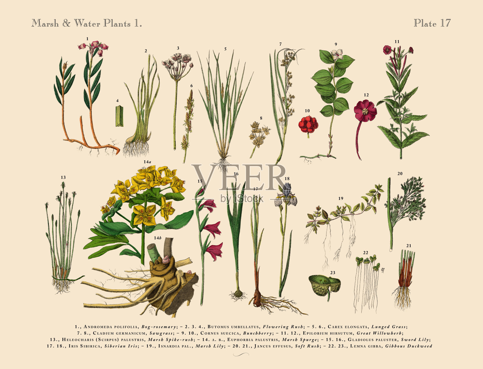 采购产品沼泽植物,野花,和水植物,维多利亚植物学插图设计元素图片