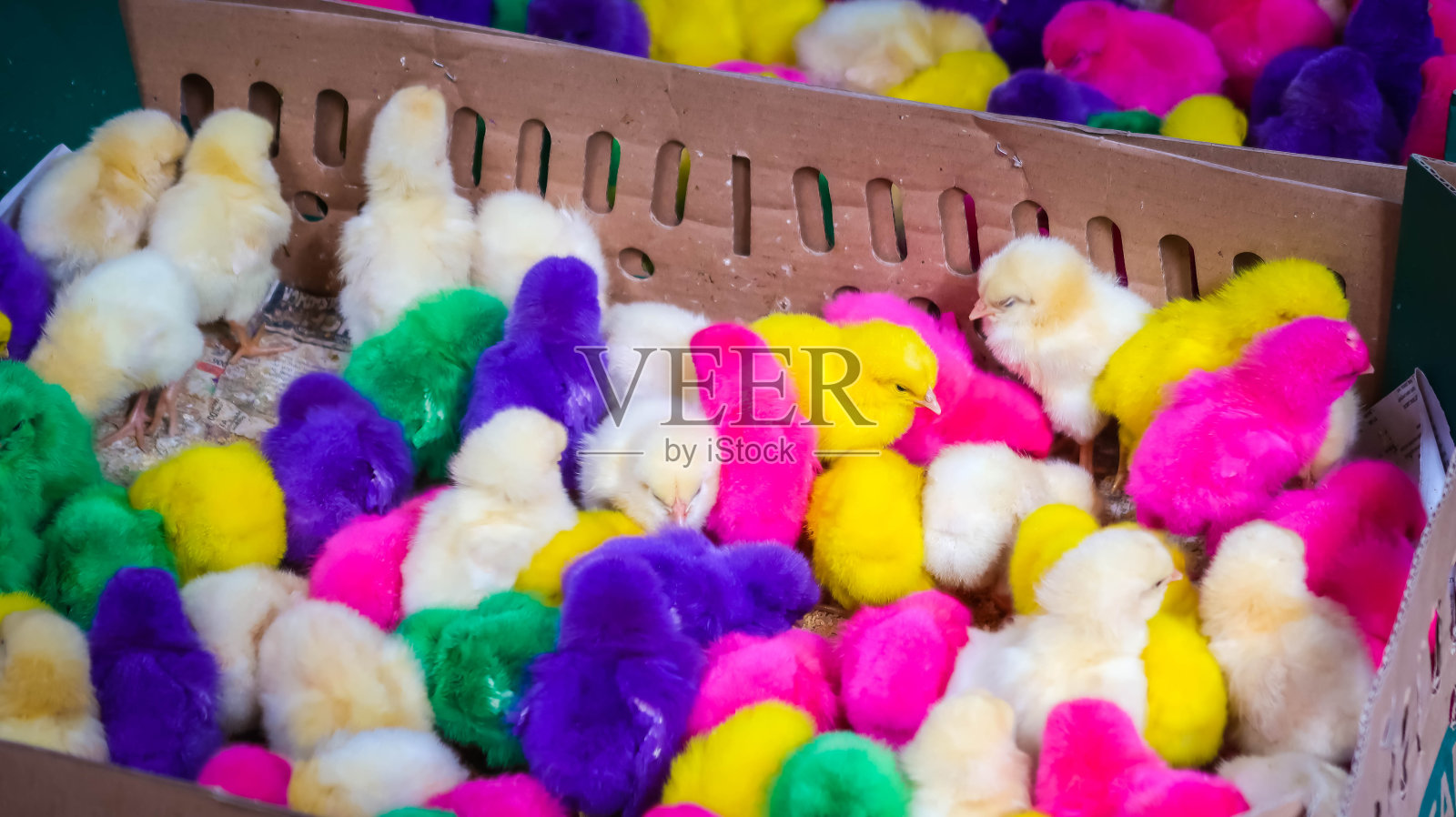 动物市场上出售的五颜六色的肉鸡。人工着色小鸡或多色小鸡供儿童宠物使用。照片摄影图片