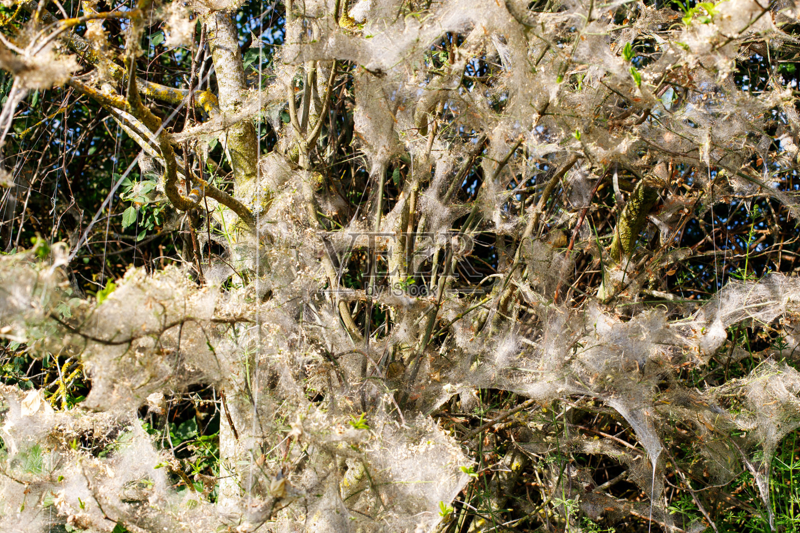 小螨:荨麻叶螨,叶螨科,红螨或双斑螨。覆盖着一张网,产生了。照片摄影图片