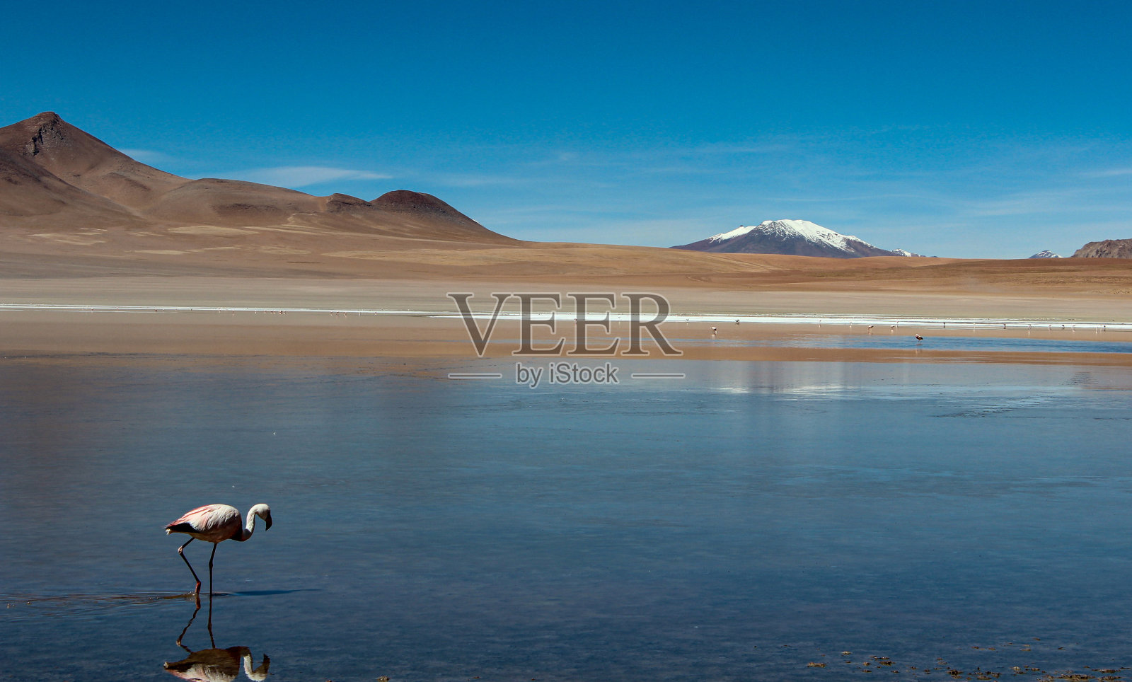 玻利维亚高原泻湖里的火烈鸟照片摄影图片