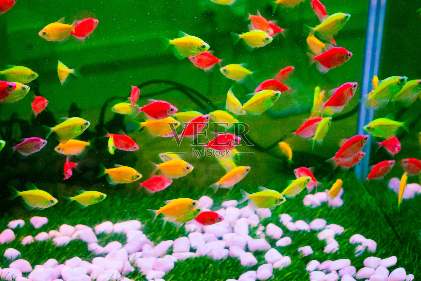 泰国水族馆里五颜六色的鱼。浅景深。照片摄影图片