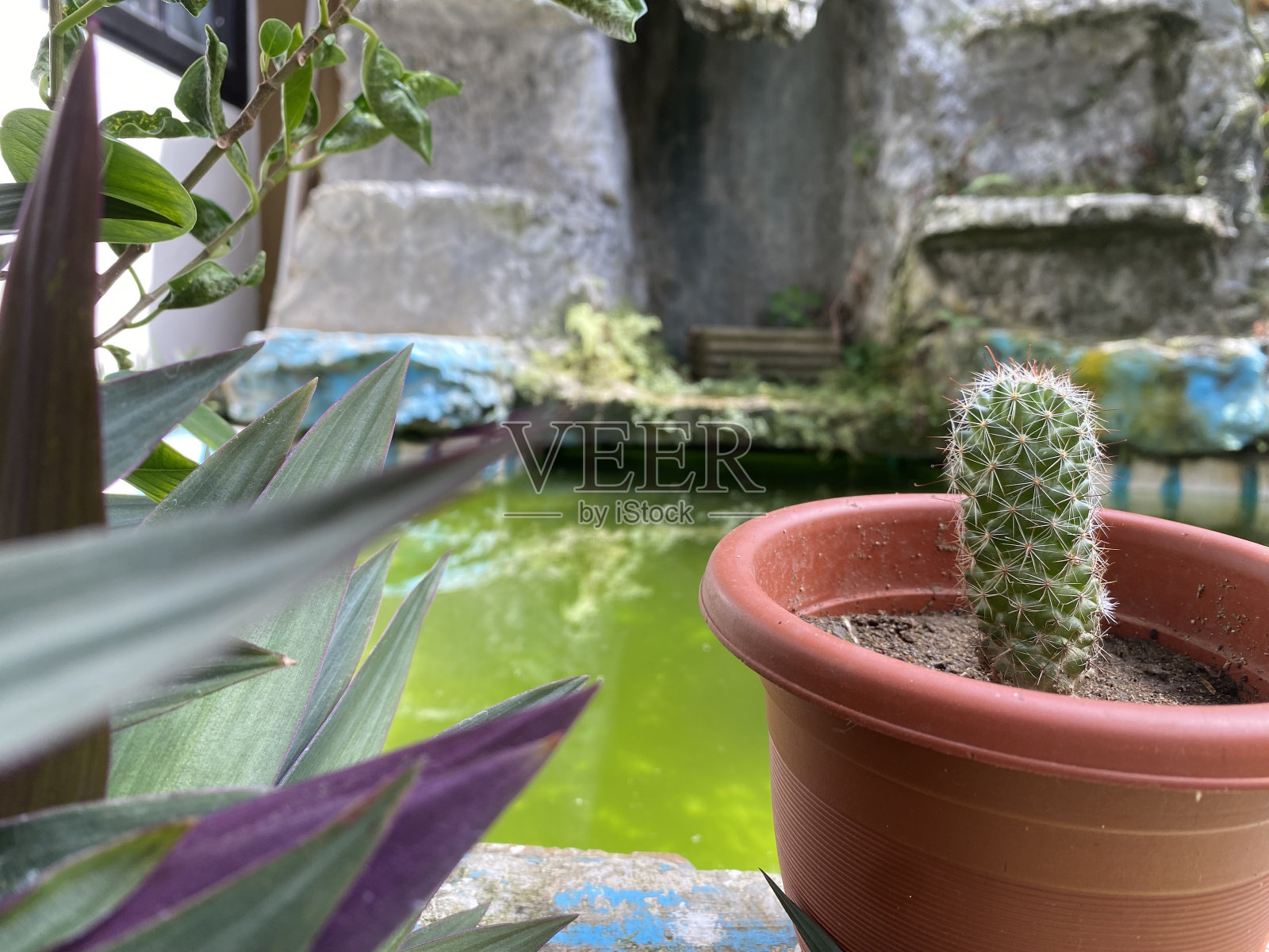 花瓶上的仙人掌照片摄影图片