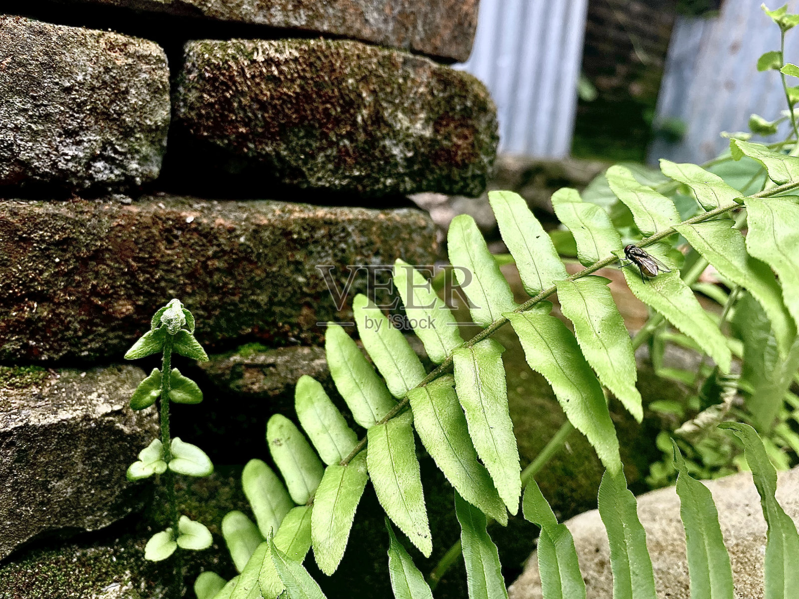 植物、苍蝇和砖头照片摄影图片