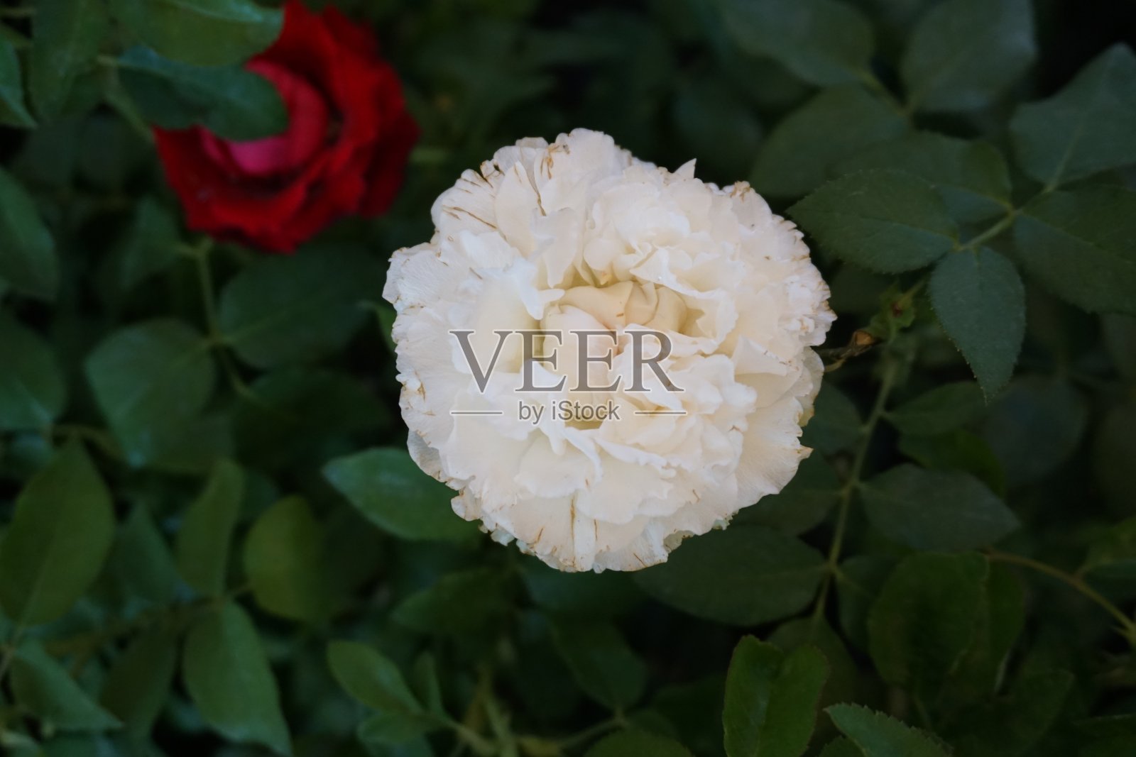 春天花园里盛开着美丽的玫瑰。照片摄影图片