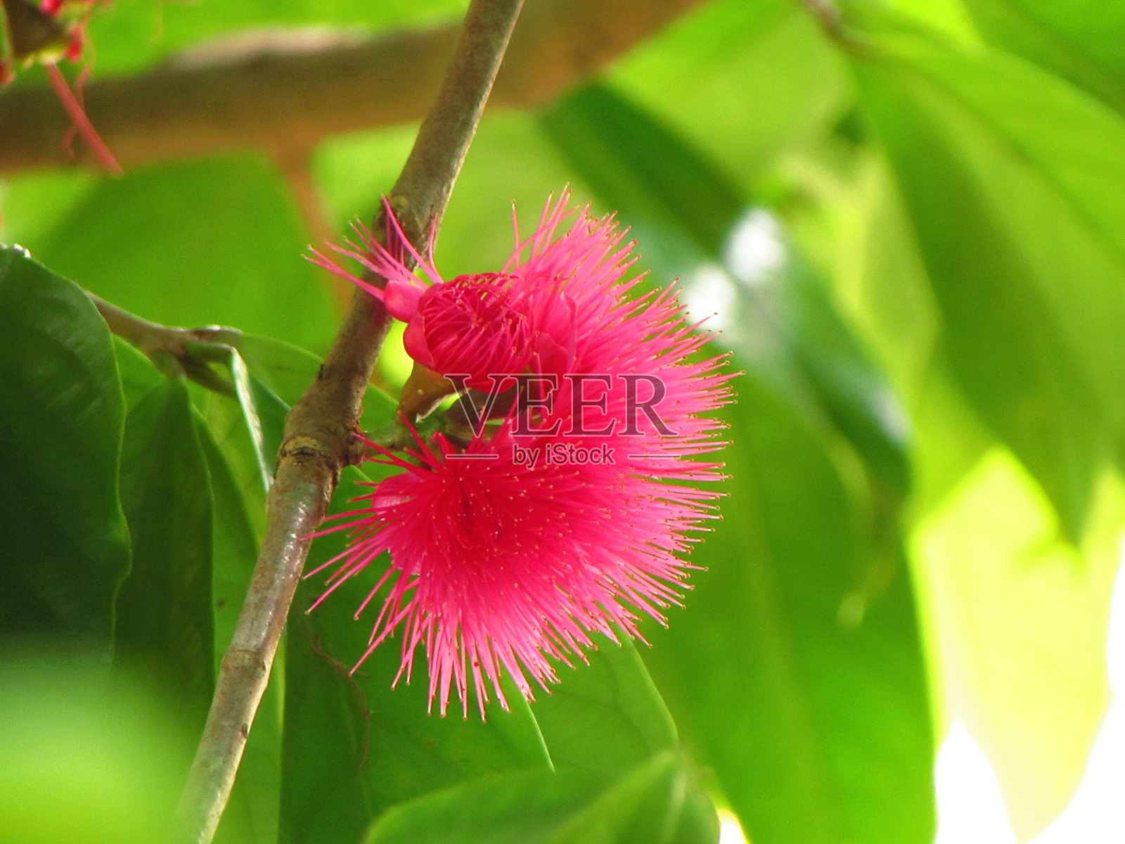 红花盛开照片摄影图片