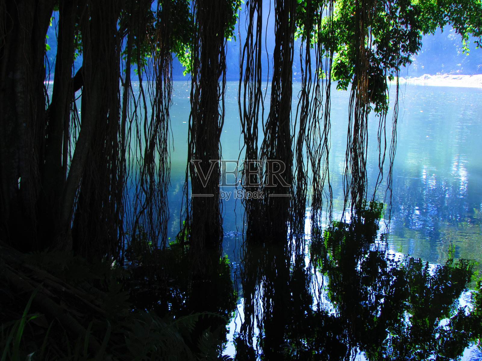 清晨的湖和树的剪影照片摄影图片