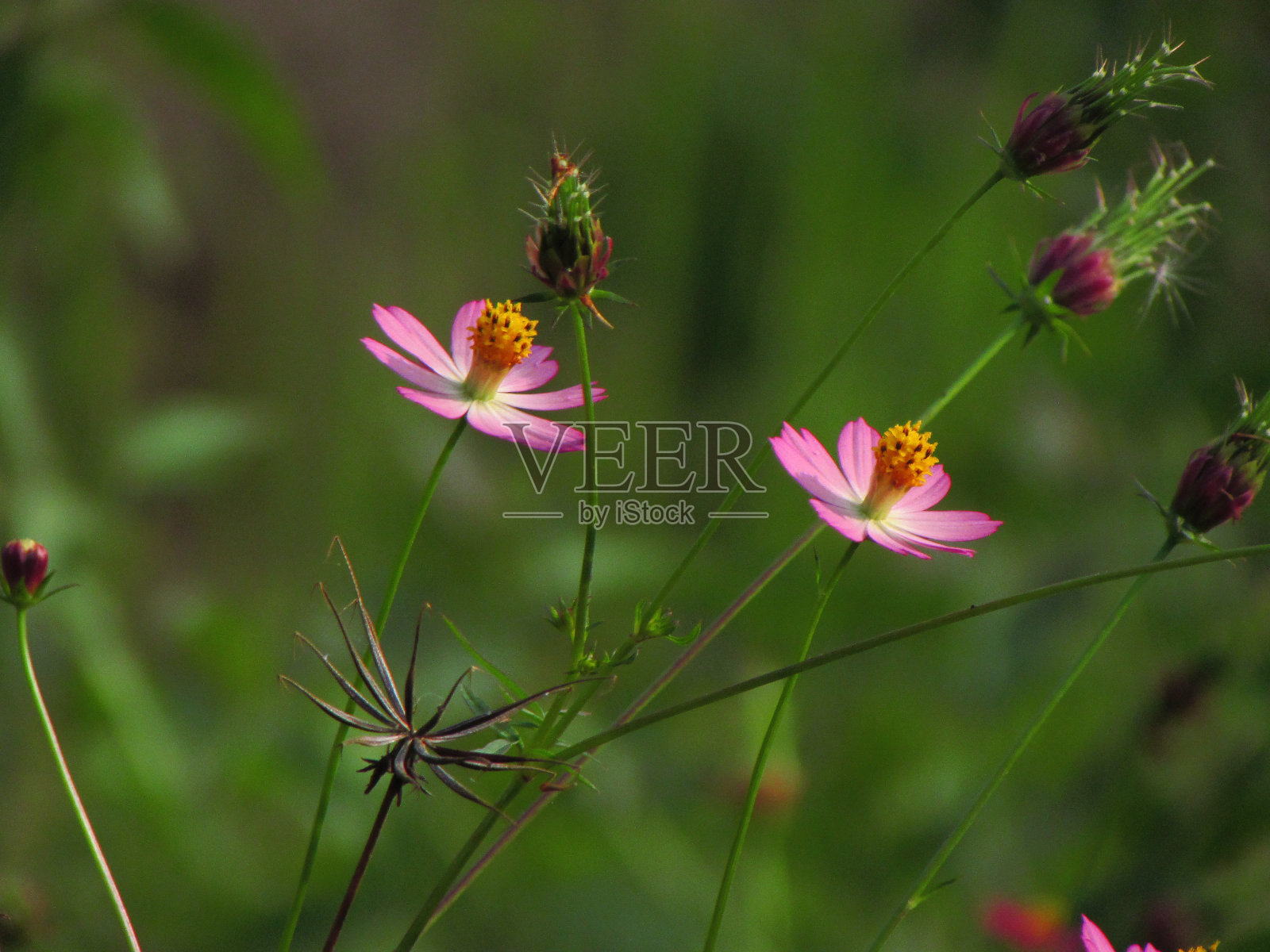 美丽的花朵正在绽放照片摄影图片