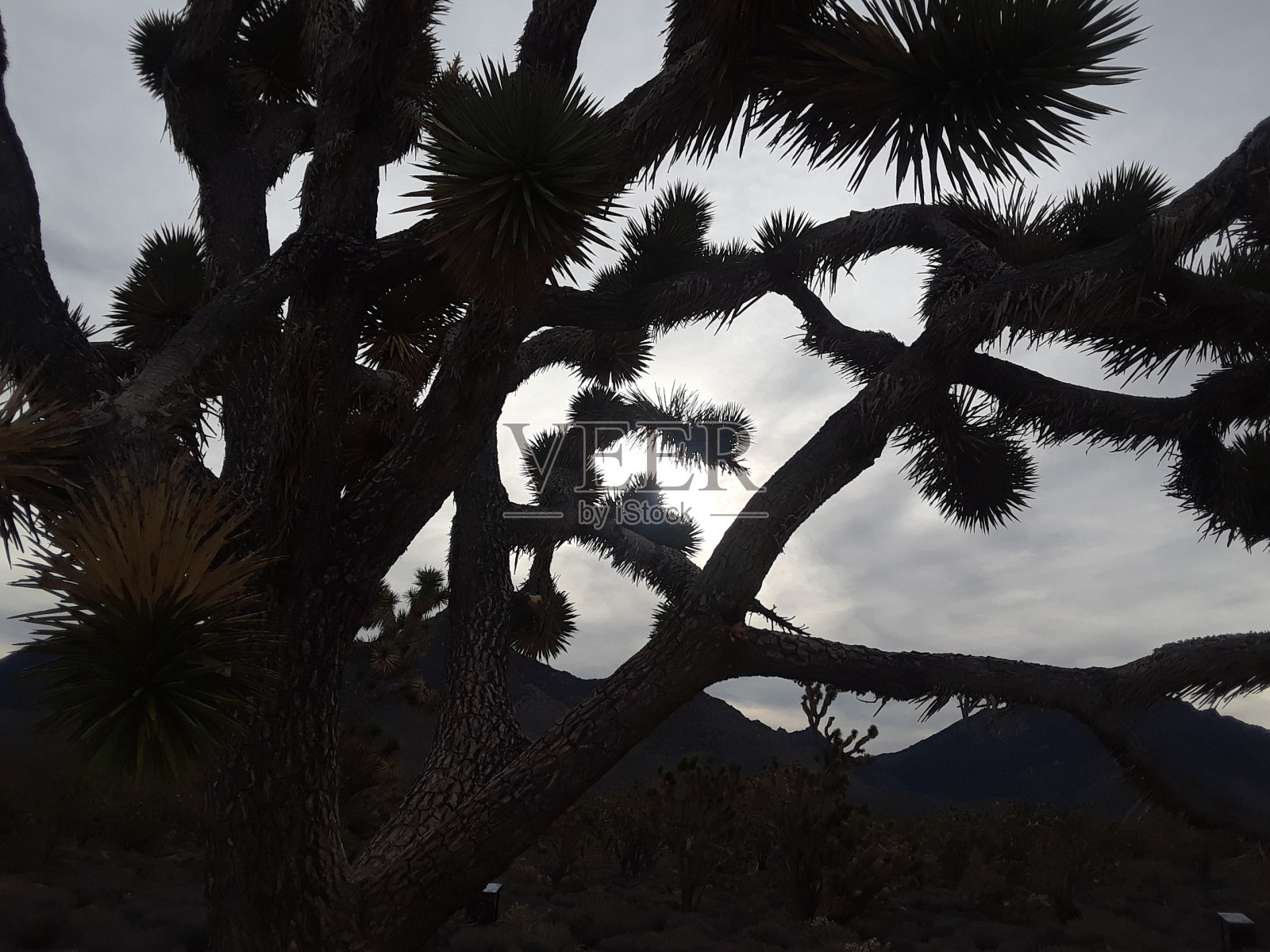 阴影中的仙人掌照片摄影图片