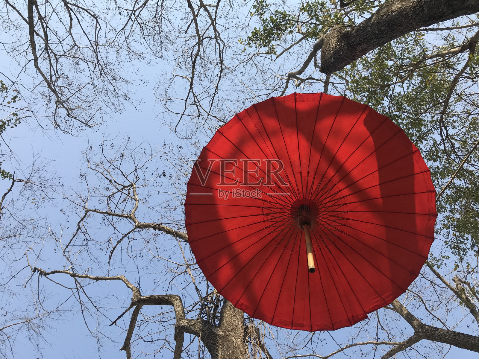 红桑纸伞和大树照片摄影图片