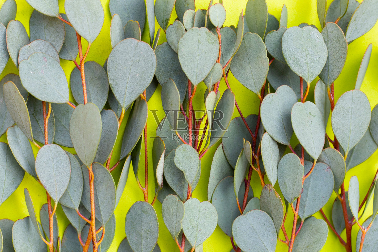 绿色背景上的桉树叶。照片摄影图片