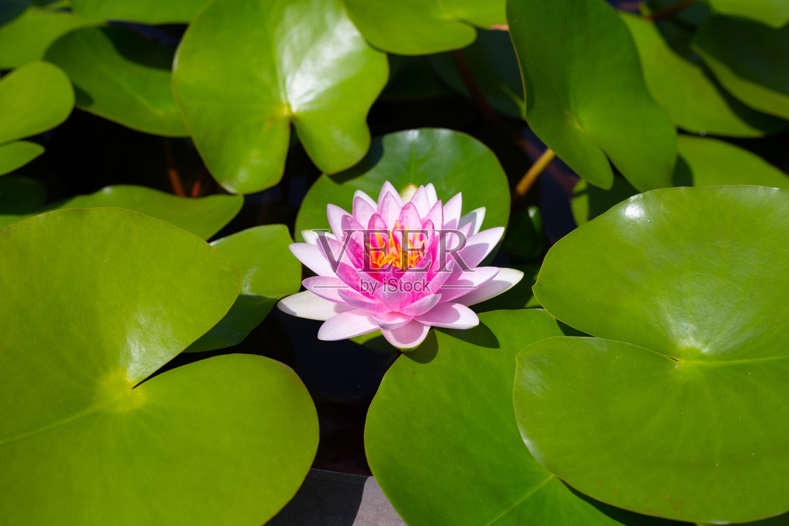 美丽的睡莲。荷花在花盆里照片摄影图片