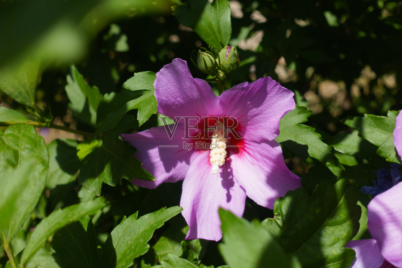 七月的叙利亚木槿的两个花蕾和一朵粉红色的深红色花照片摄影图片