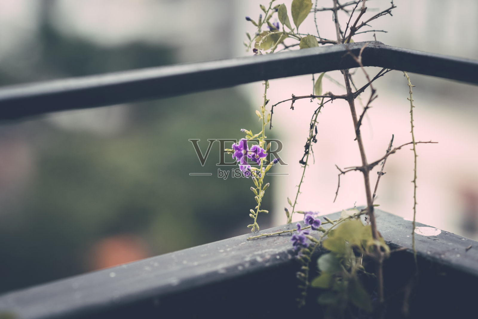 美丽的多色雨天花卉和树木的图像,绿色,橙色,蓝色和其他照片摄影图片