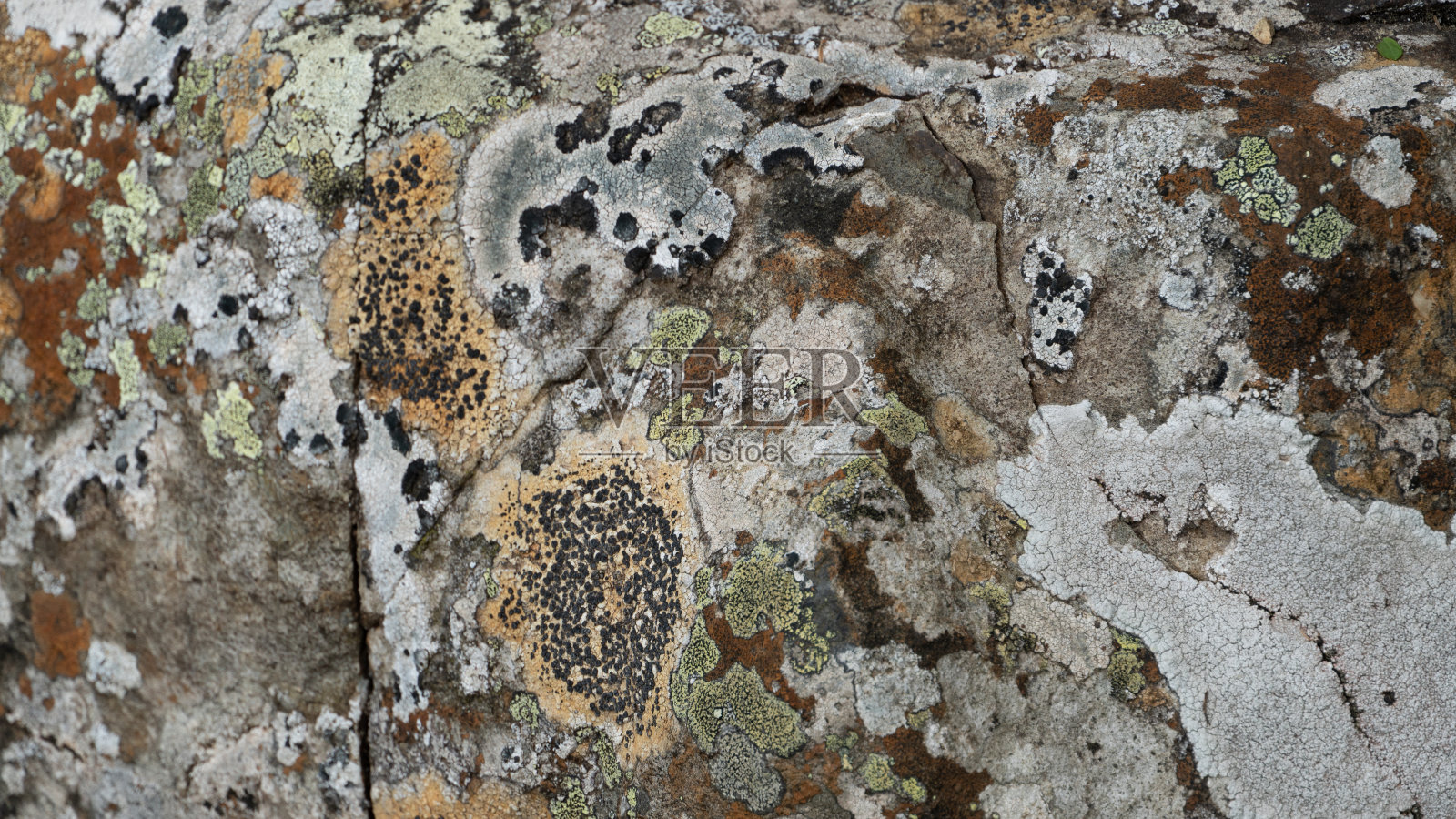 岩石上的地衣照片摄影图片