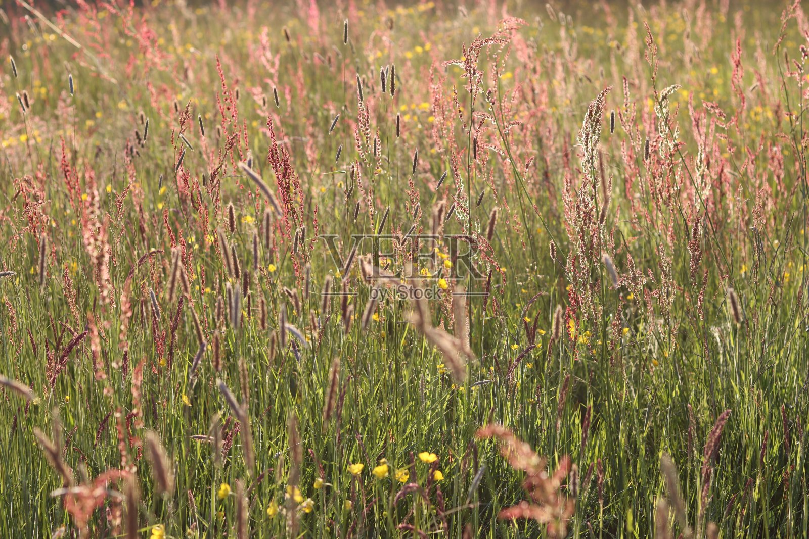 夏天,在傍晚的阳光下,草地上长着长长的红色和金色的草和野花照片摄影图片