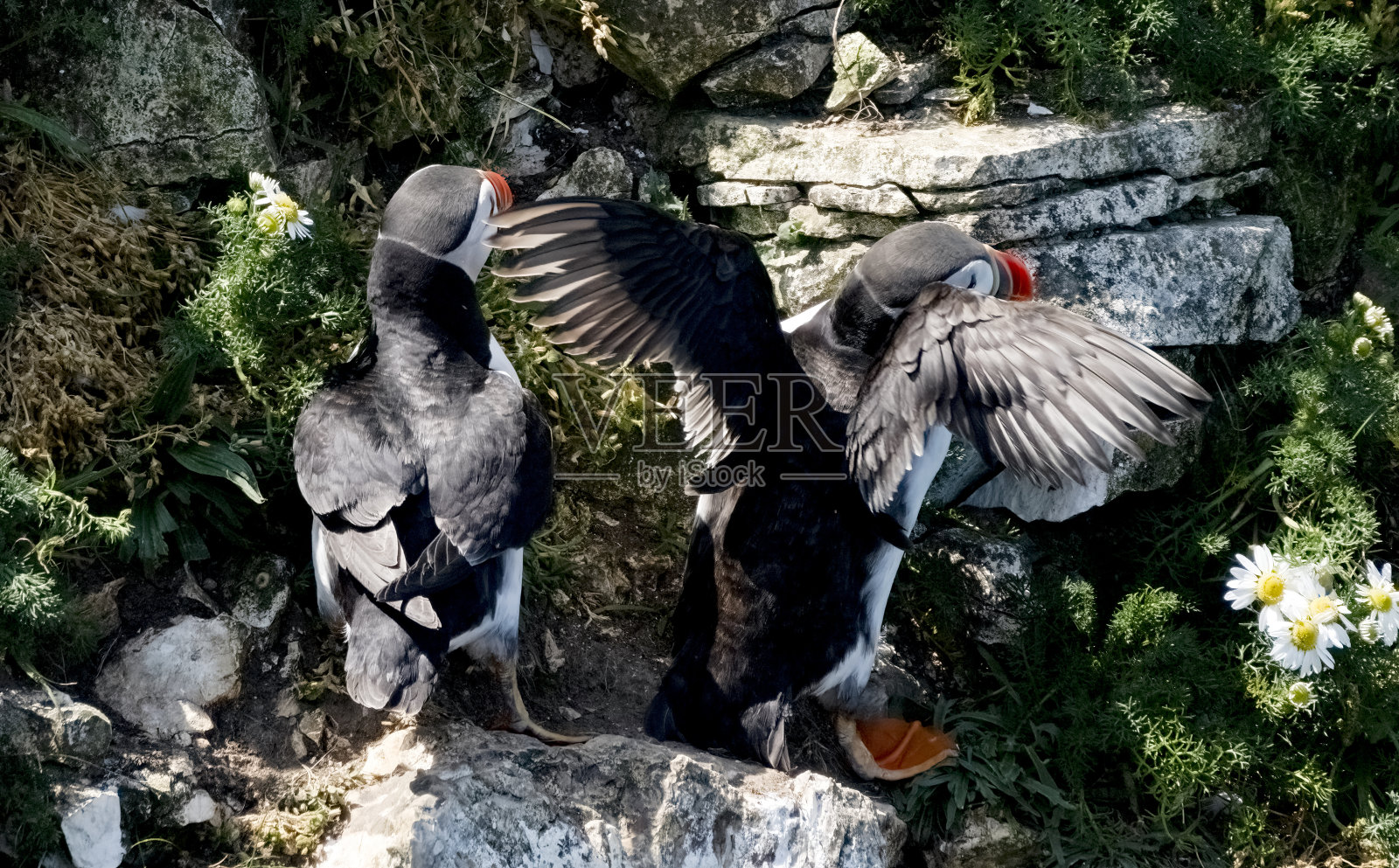 汉普顿悬崖上的海雀照片摄影图片