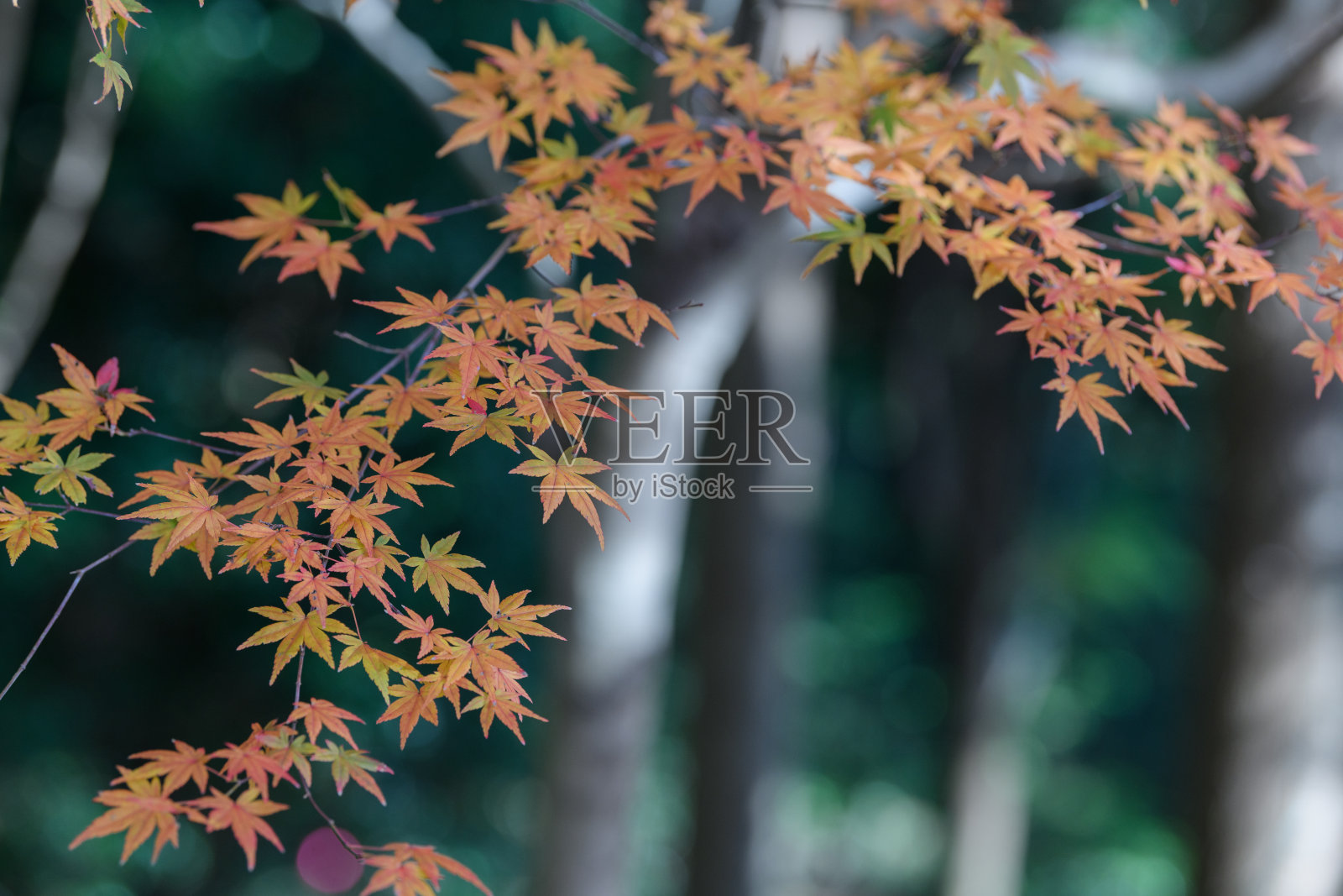 筑波山的秋叶照片摄影图片